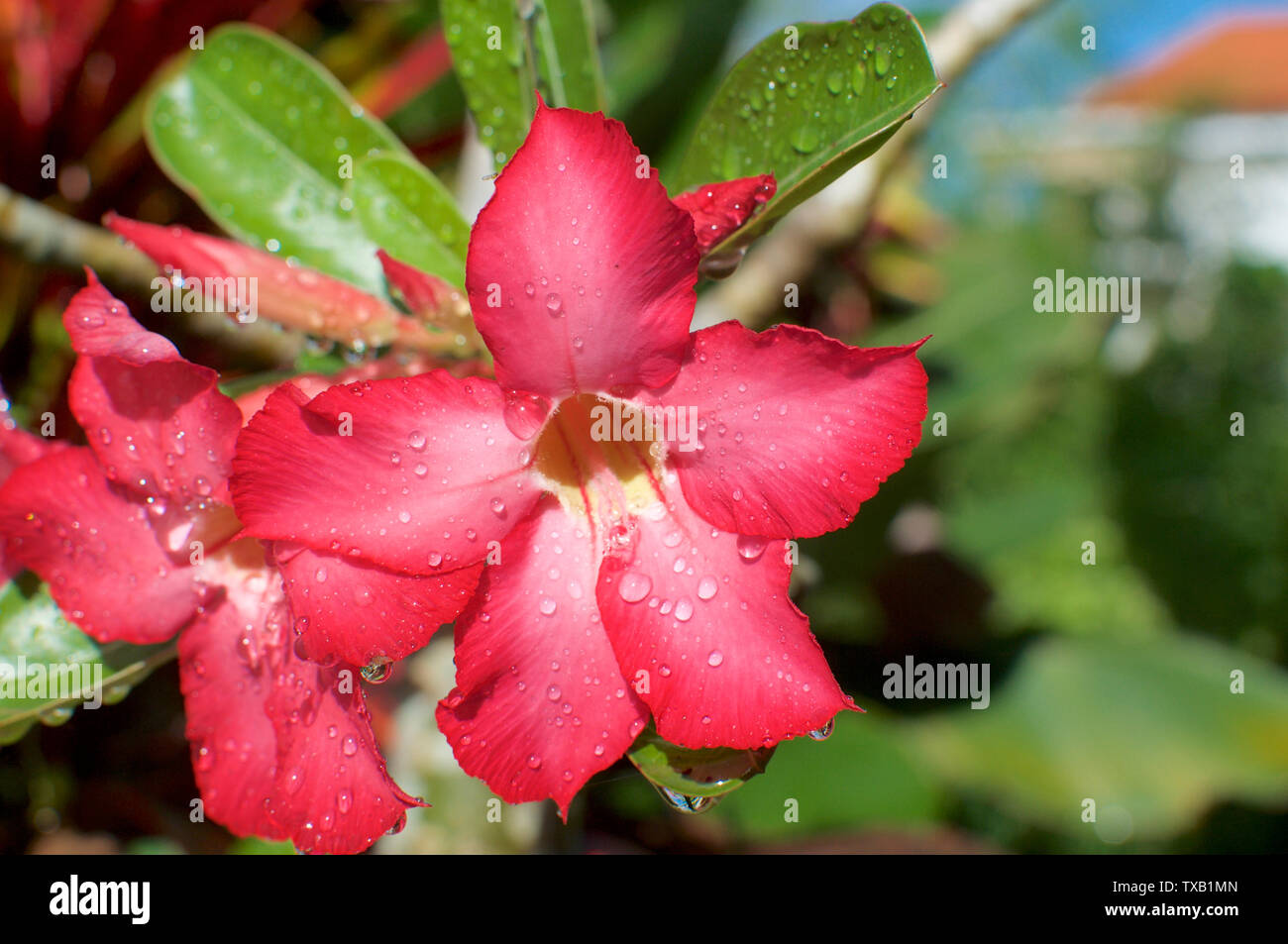 Close up foto di alcuni splendidi Desert Rose fiore (chiamato anche Impala Lily, simulazione di Azalea, Rosa adenium) con gocce di acqua e sfondo sfocato Foto Stock