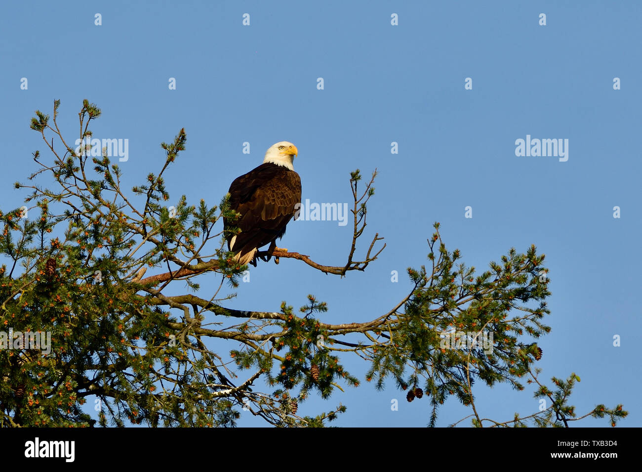 Una matura aquila calva ' Haliaeetus leucocephalus"; appollaiato sulla cima di un albero di abete sulla costa dell'isola di Vancouver, British Columbia, Canada. Foto Stock