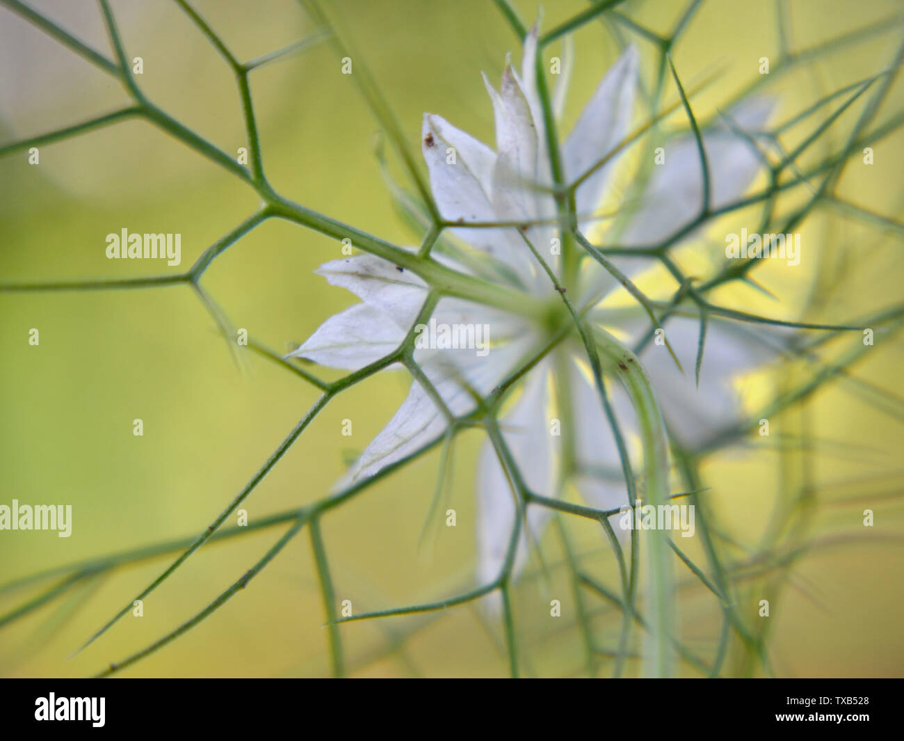 White nigella sativa fiore Foto Stock