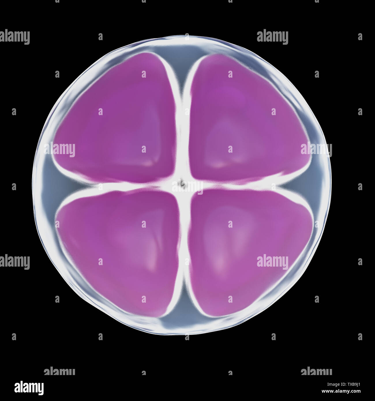 3d reso illustrazione di una cella 4 uovo Foto Stock