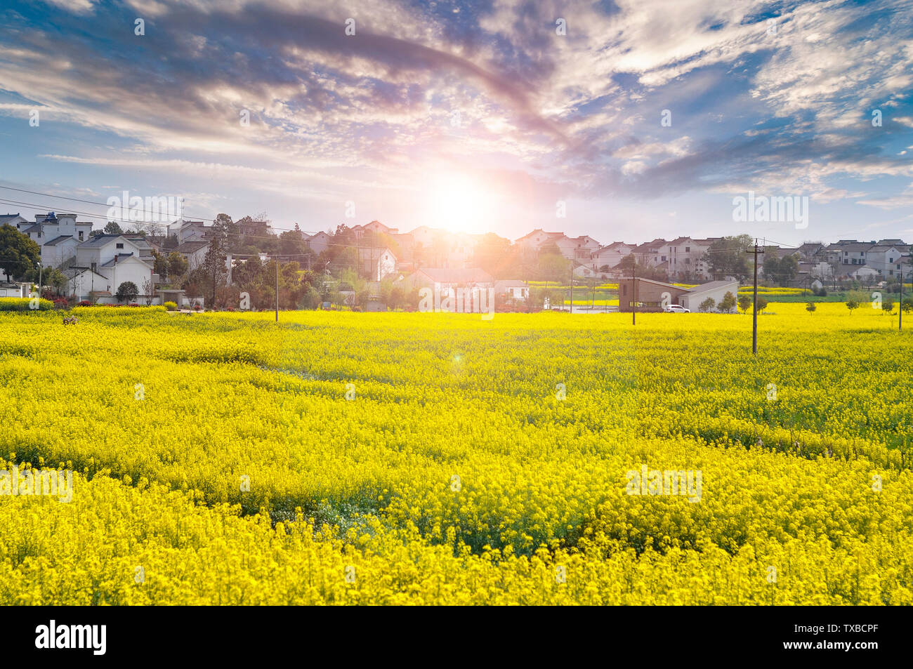 Jiangsu Nanjing Gaochun internazionale Slow Città Mare di colza Foto Stock