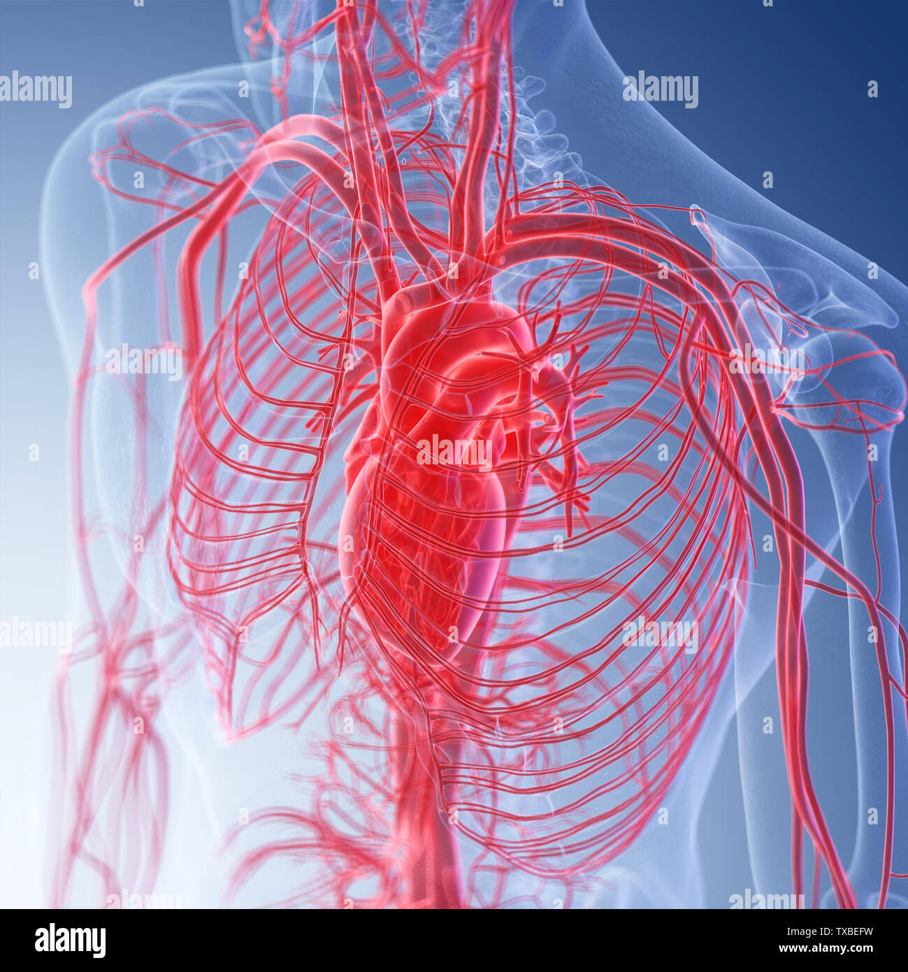 3D Rendering accurato dal punto di vista medico illustrazione del cuore umano Foto Stock