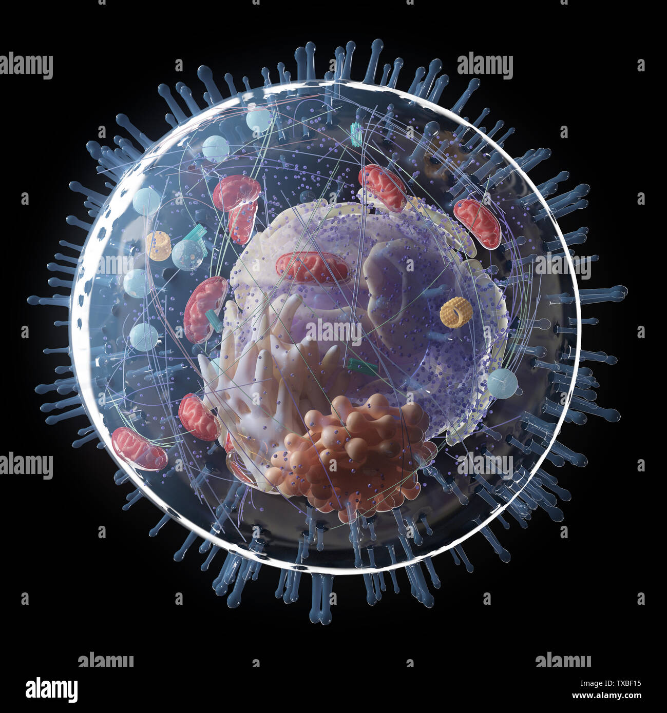 3D Rendering accurato dal punto di vista medico illustrazione della cellula umana anatomia Foto Stock