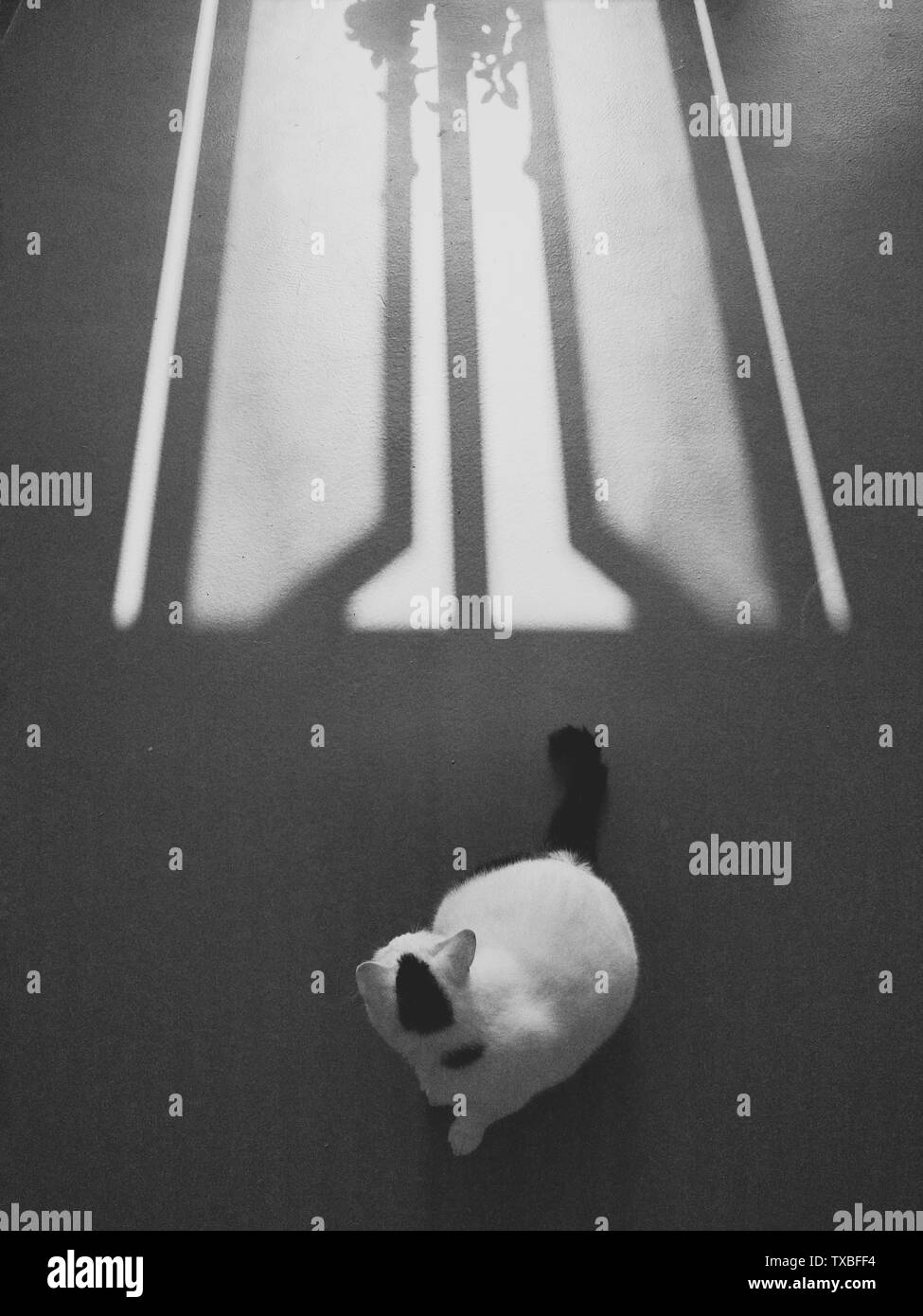 Cat rotazione indietro Foto Stock