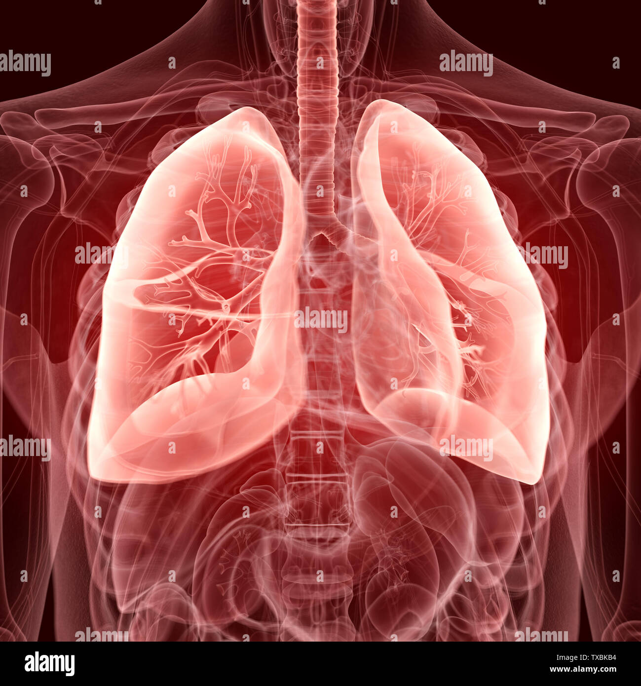 3D Rendering accurato dal punto di vista medico illustrazione dei polmoni Foto Stock