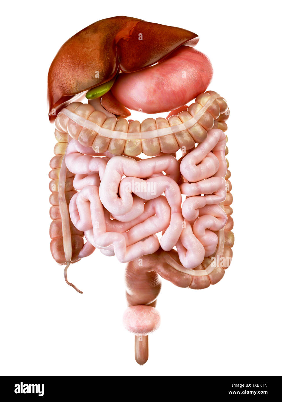 3D Rendering accurato dal punto di vista medico illustrazione dell'apparato digestivo umano Foto Stock