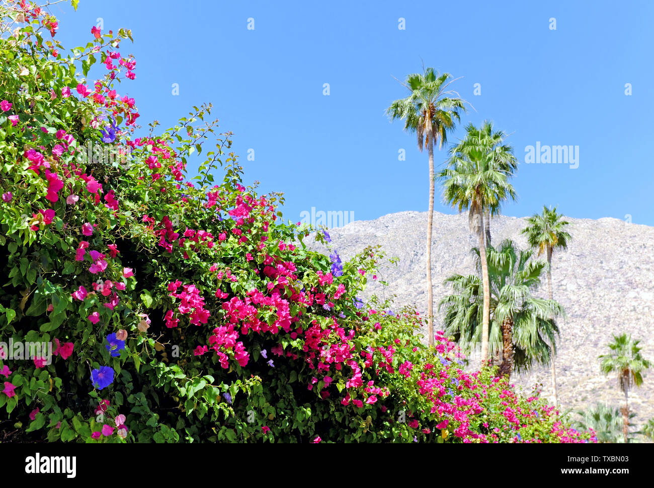 Paesaggio panoramico con flora colorata e palme a Palm Springs, California, Stati Uniti. Foto Stock
