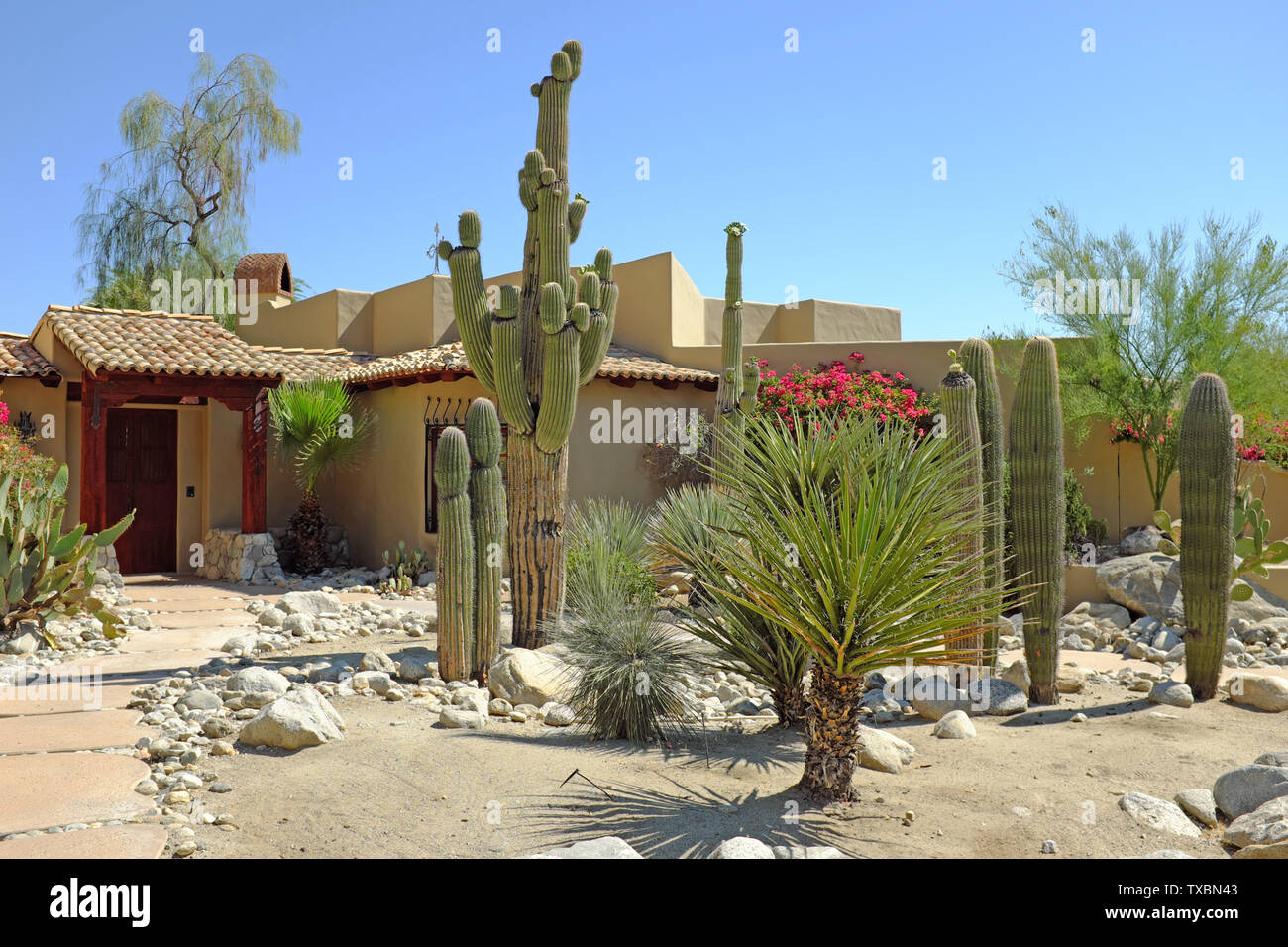 Il succulento giardino con cactus del deserto paesaggistico nel cortile anteriore di una casa a Palm Springs, California, nel 2019. Foto Stock