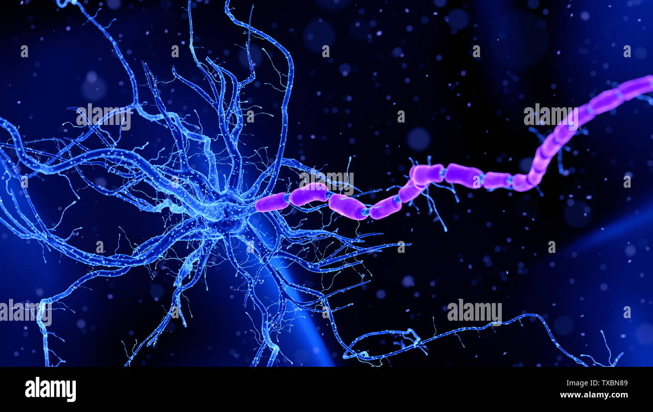 3D Rendering accurato dal punto di vista medico illustrazione di una cellula nervosa Foto Stock