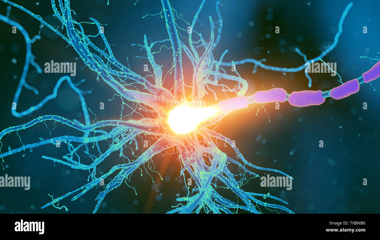 3D Rendering accurato dal punto di vista medico illustrazione di una cellula nervosa Foto Stock