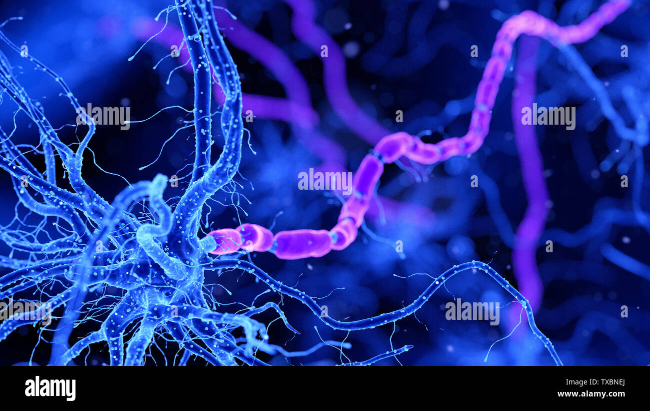 3D Rendering accurato dal punto di vista medico illustrazione di una cellula nervosa Foto Stock