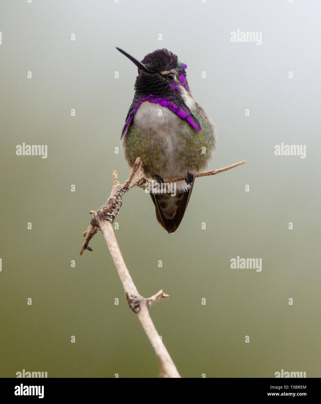 Un maschio di Costa's hummingbird siede su un bastone sul Palm Canyon Trail, Borrego Springs, California Foto Stock