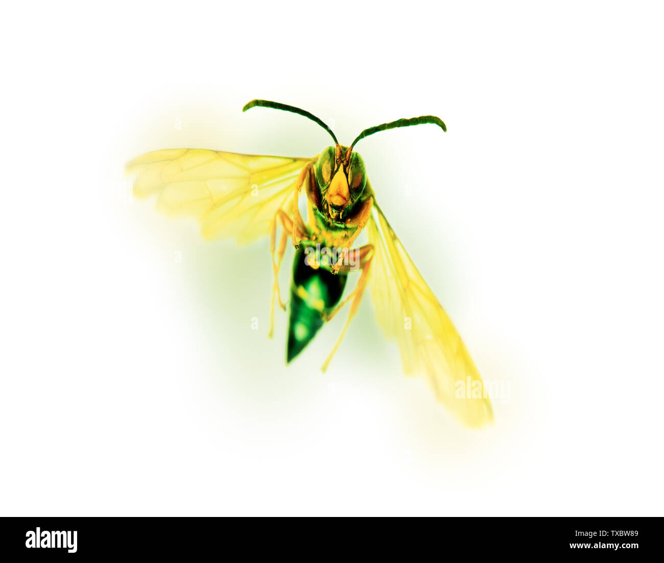 La minaccia di un attacco, wasp o hornet con stilizzata di colore e messa a fuoco selettiva Foto Stock