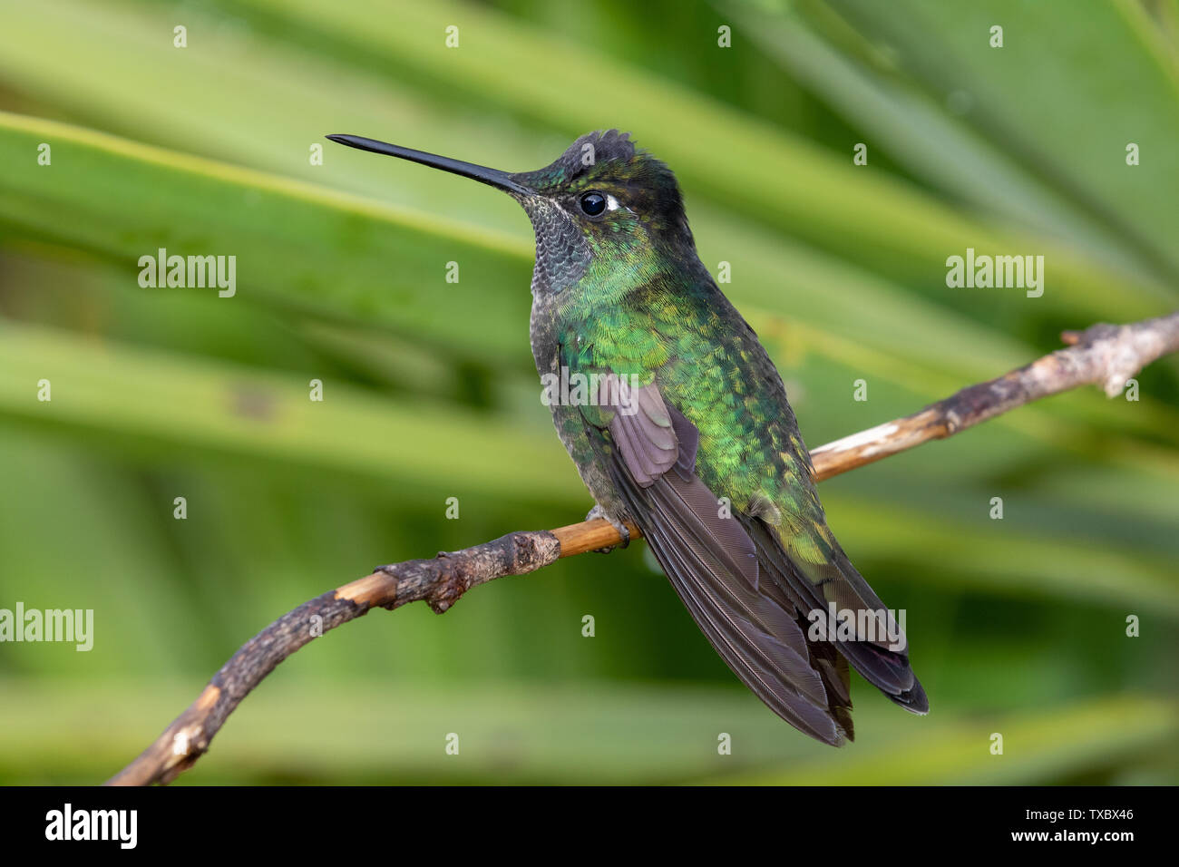 A Talamanca Hummingbird (precedentemente il magnifico Hummingbird) nella nube foresta delle montagne di Talamanca, San Gerardo de Dota, Costa Rica. Foto Stock