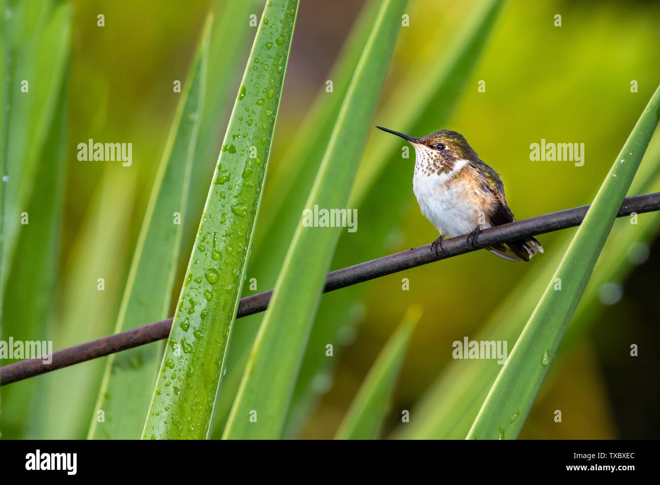 La scintillante Colibrì è il più piccolo di hummingbird in Costa Rica del peso di una media di soli 2 grammi. Si trovano solo in Costa Rica e a ovest di Panama Foto Stock