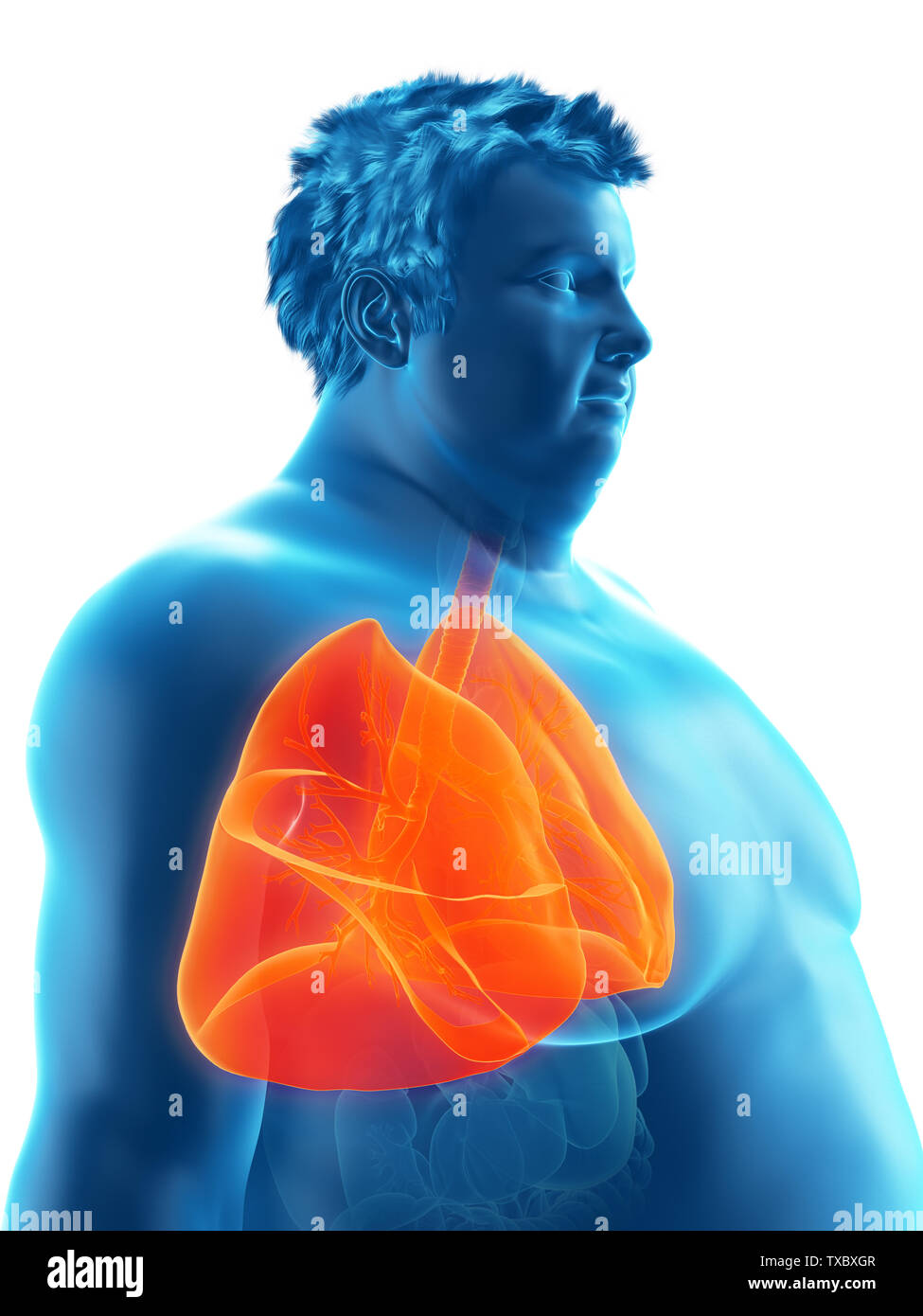 3D Rendering accurato dal punto di vista medico illustrazione di un obeso mans polmoni Foto Stock