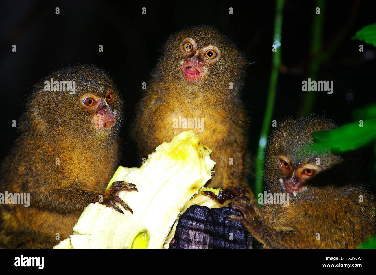 Titi scimmie dell'Amazzonia Foto Stock