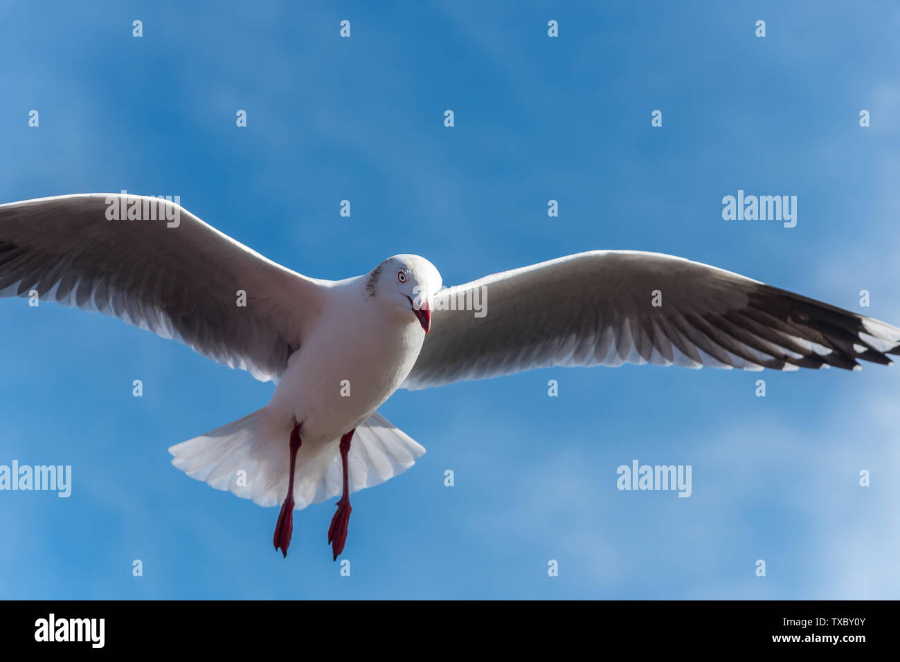 Bel gabbiano in volo immagini e fotografie stock ad alta risoluzione ...