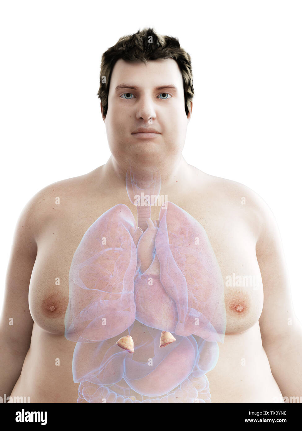 3D Rendering accurato dal punto di vista medico illustrazione di un obeso mans ghiandole surrenali Foto Stock