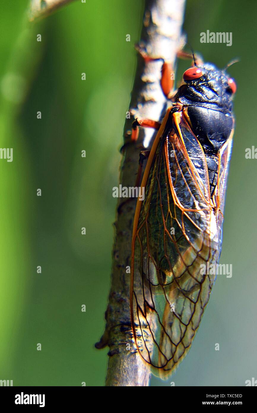 2019 Brood VIII Cicala sul ramo Foto Stock
