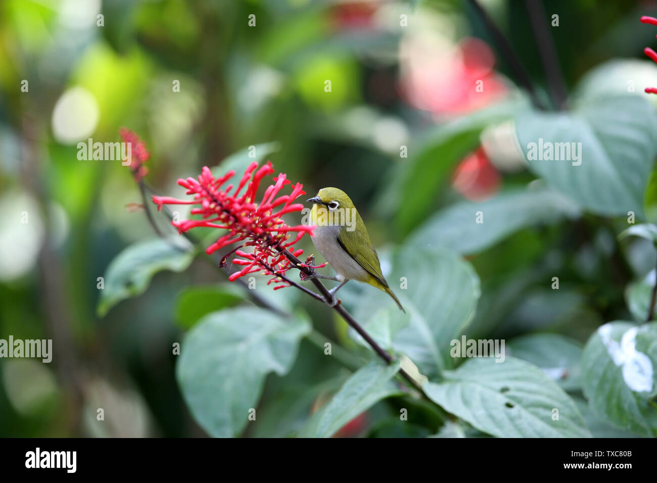 Fiori e uccelli foto, verde scuro ruggine-eyed bird con pollo corona letto jazz Foto Stock