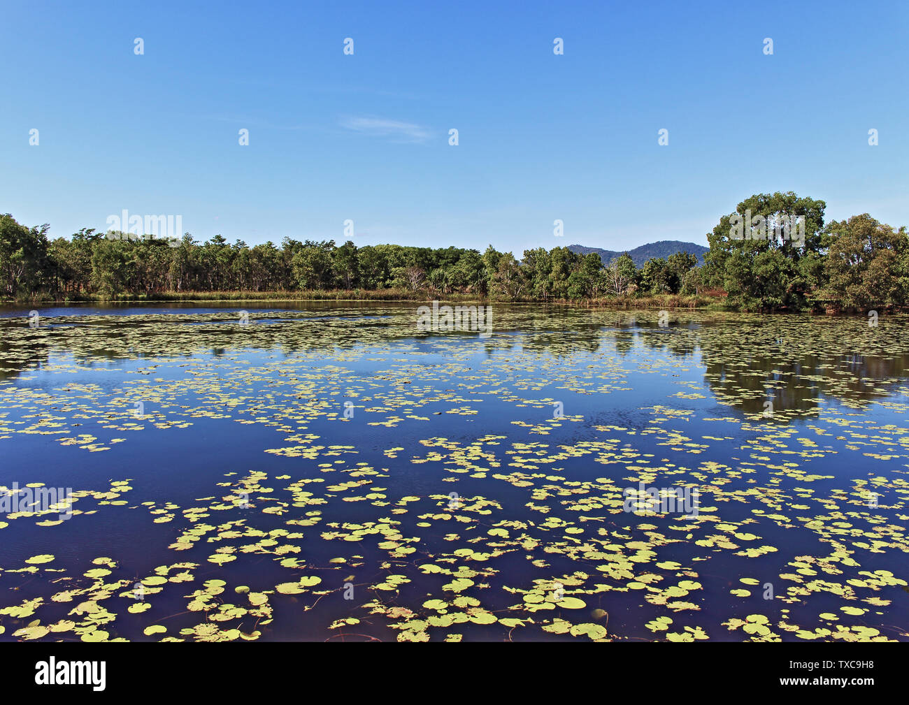 Incredibile mattina attorno al lago di Jabiru Aeroporto in Cattana zone umide la conservazione della natura area in prossimità di Smithfield appena a nord di Cairns, Queensland Australia Foto Stock