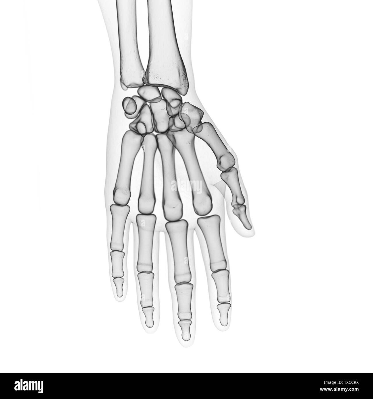 3D Rendering accurato dal punto di vista medico illustrazione delle ossa delle dita Foto Stock