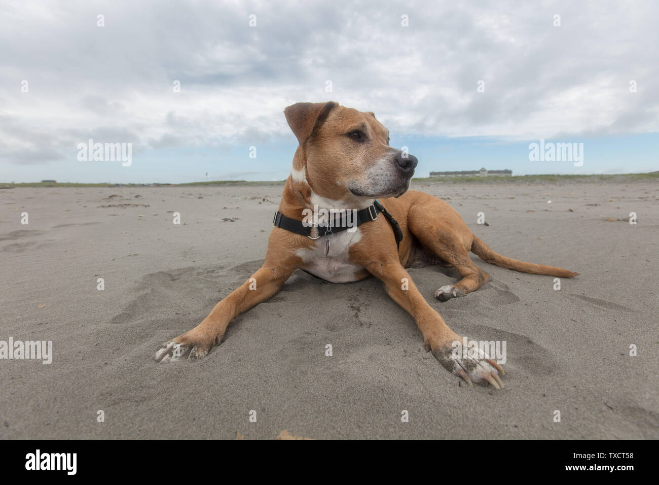 American Bitbull. Foto Stock