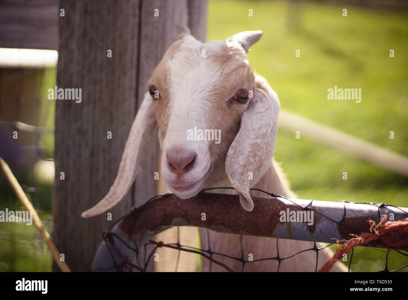 Primo piano di una capra bianca e marrone con lunghe orecchie e corna con la testa su recinzione di legno Foto Stock