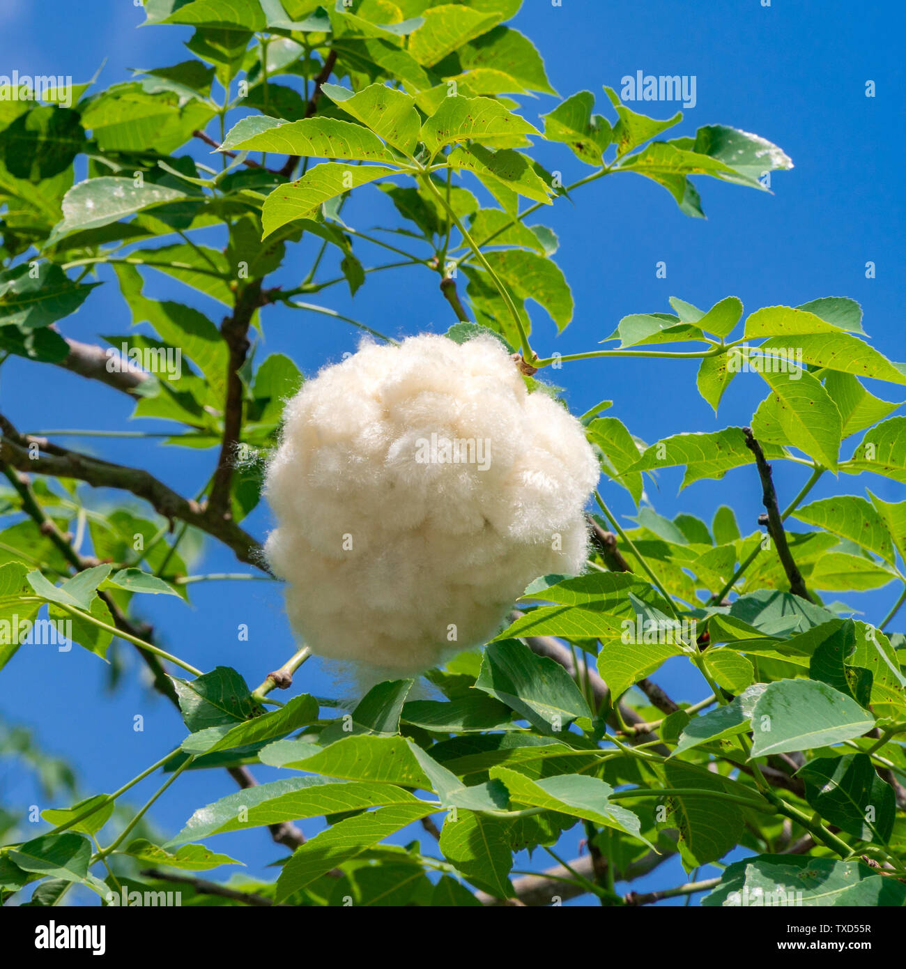 Fiore di baobab immagini e fotografie stock ad alta risoluzione - Alamy
