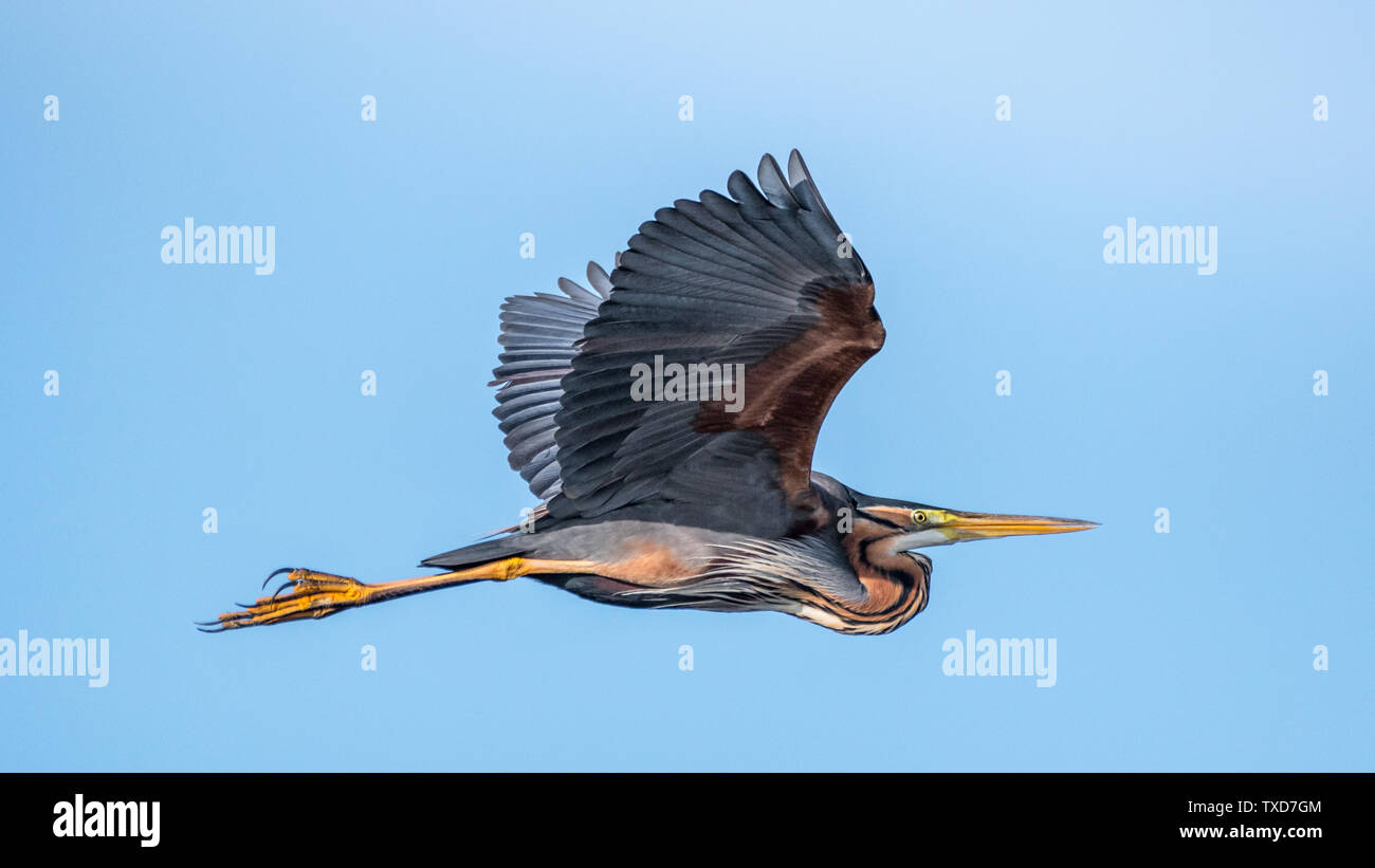 Chiudere isolata di un singolo airone rosso uccello in volo - il Delta del Danubio Romania Foto Stock