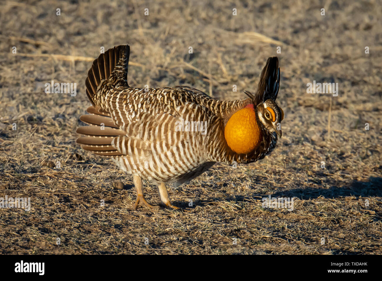Maggiore maschio Prairie di pollo (Tympanuchus cupido) viene visualizzato per le femmine nel Nebraska Foto Stock