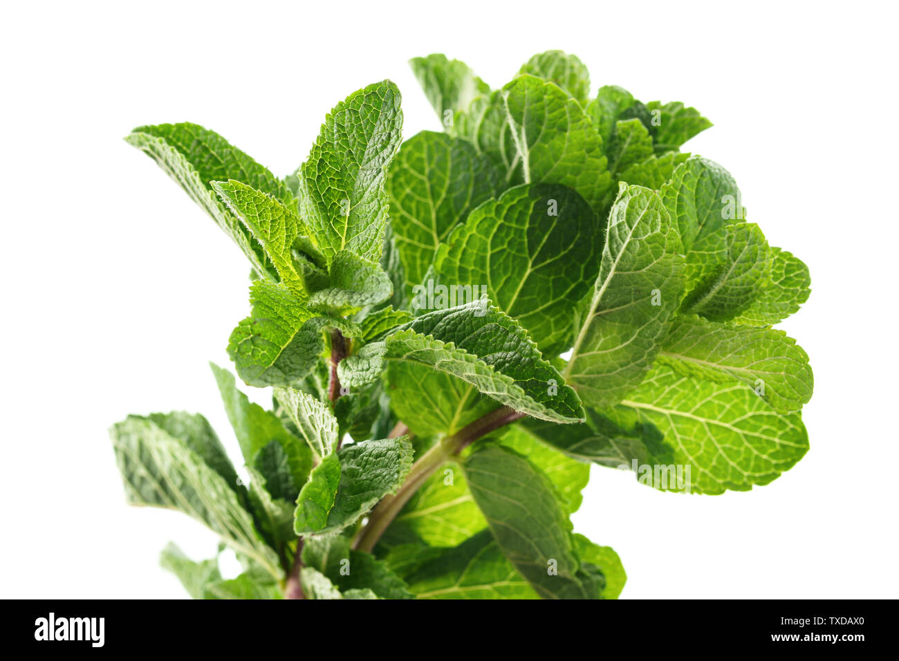 Crudo fresco di foglie di menta isolati su sfondo bianco. La menta piperita o rametti di menta verde. Foto Stock