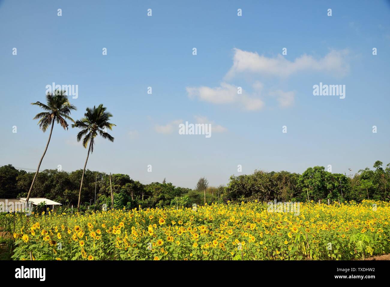 I campi di girasole, Umarsadi, Valsad, Gujarat, India, Asia Foto Stock