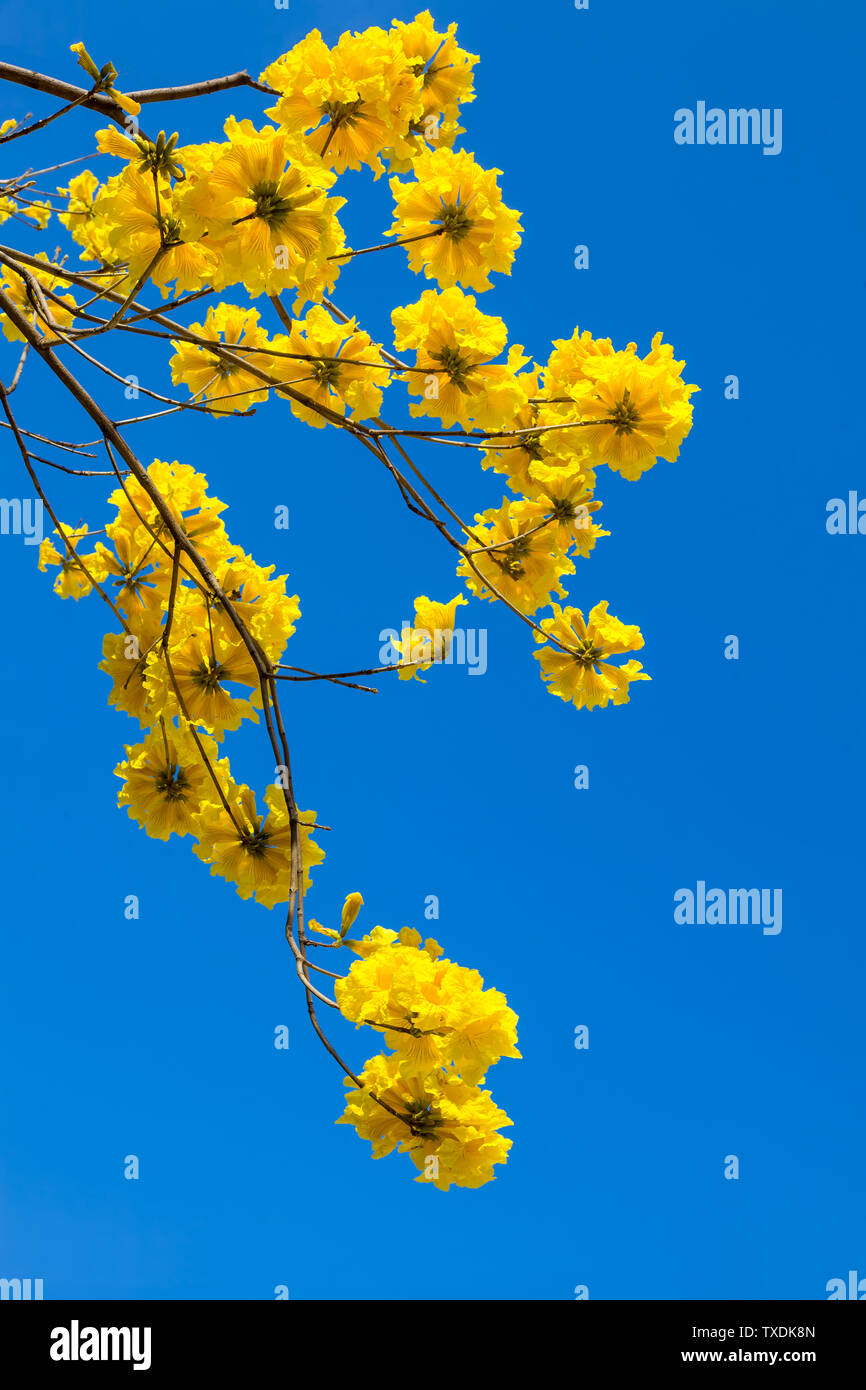 Giallo tabebuia fiorisce sul cielo blu sullo sfondo,Fuzhou,Cina Foto Stock