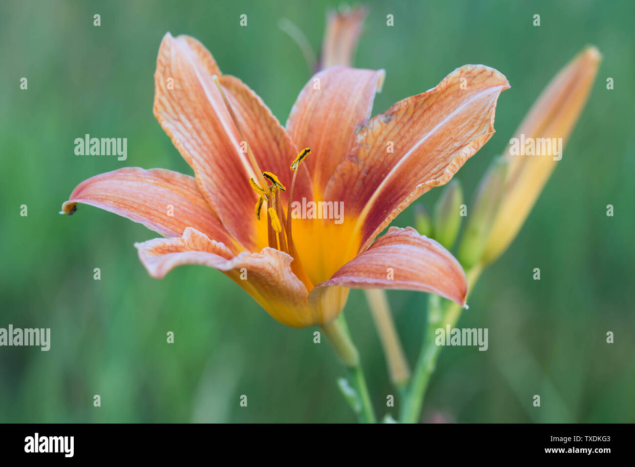 Il Lilium bulbiferum, giglio rosso, fire lily o tiger lily fiori closeup Foto Stock