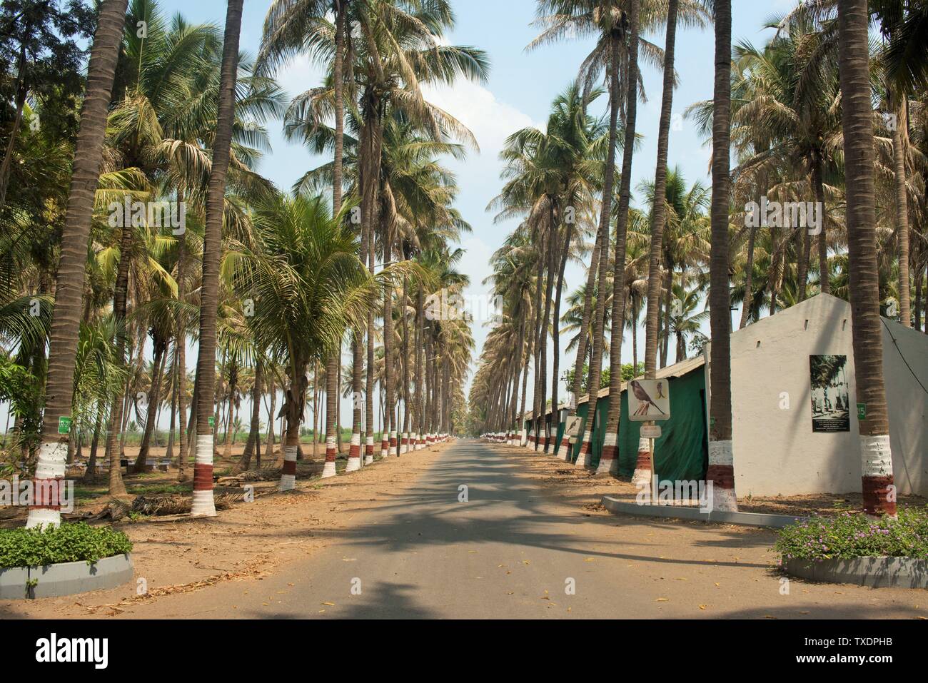 Strada con palme di Pune, Maharashtra, India, Asia Foto Stock