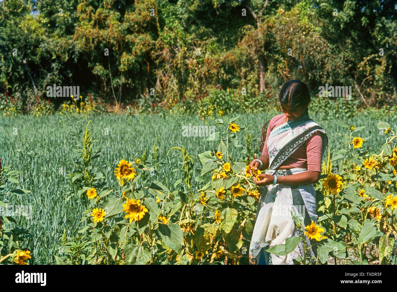 Donna spiumatura semi di girasole dal campo di girasole, Maharashtra, India, Asia Foto Stock