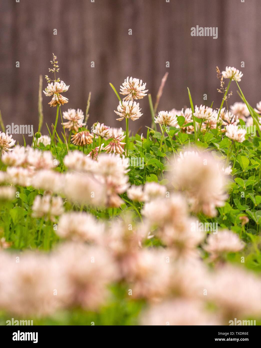 Fiori di trifoglio rosso (Trifolium) Foto Stock