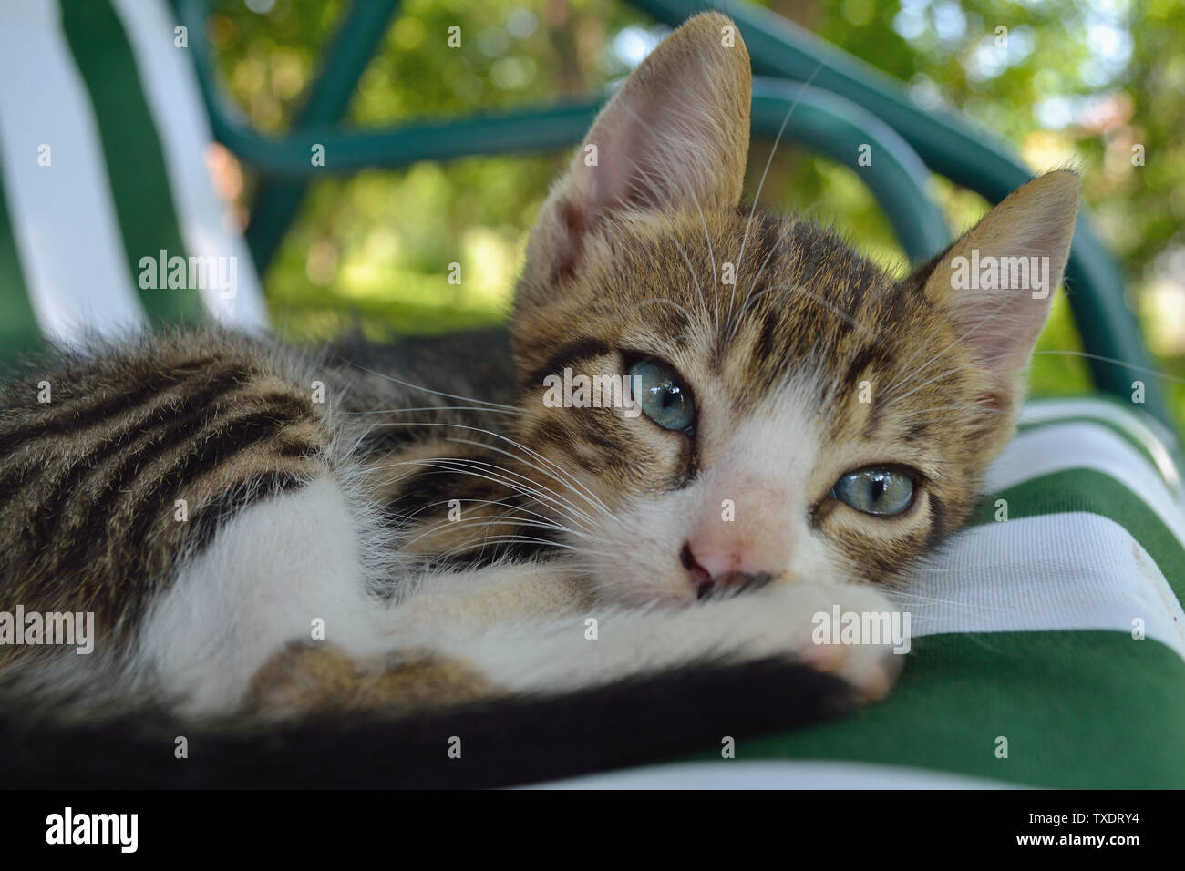 Assonnato gattino sdraiato sul giardino swing Foto Stock