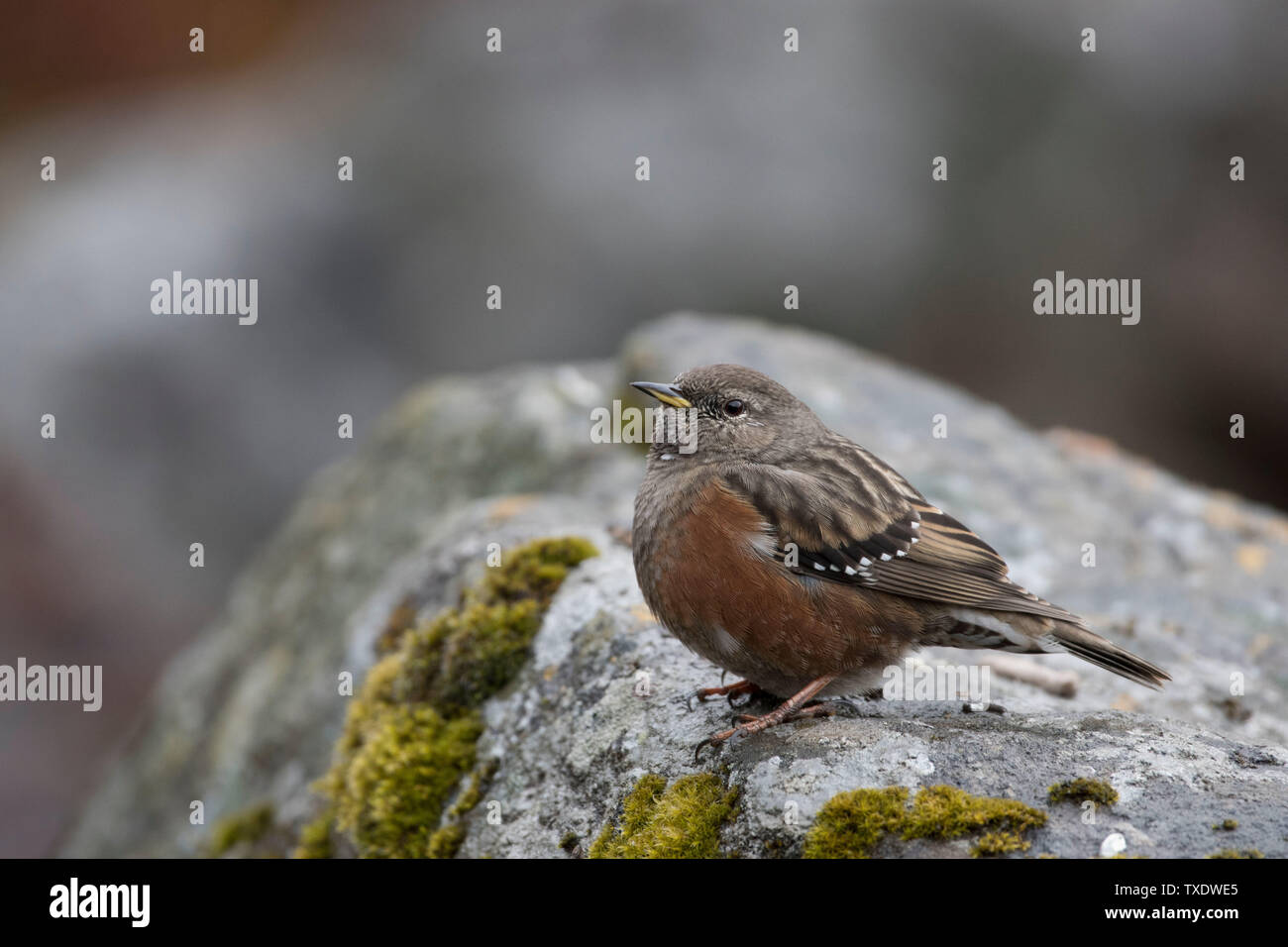 Robin Accentor bird seduto sulla roccia, Uttarakhand, India, Asia Foto Stock