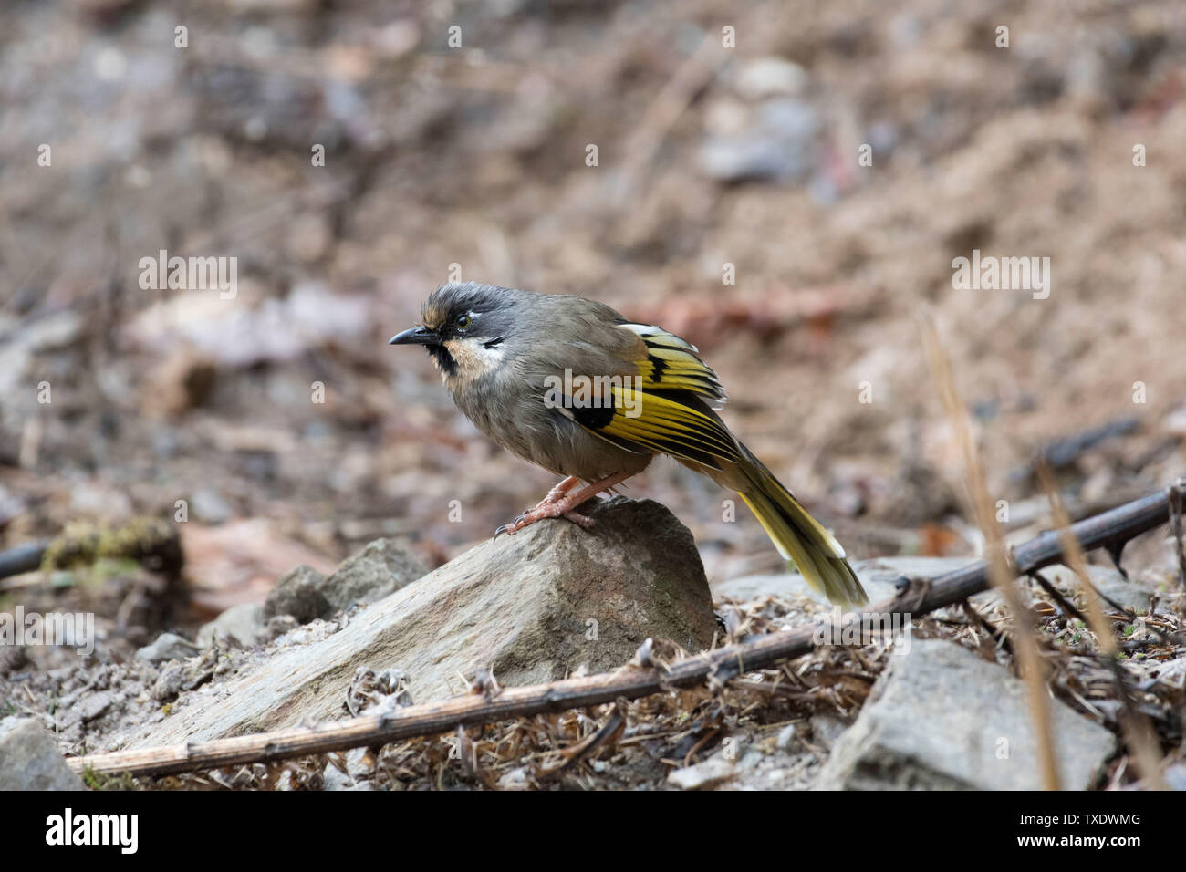 Variegata di ridere tordo uccello, Uttarakhand, India, Asia Foto Stock