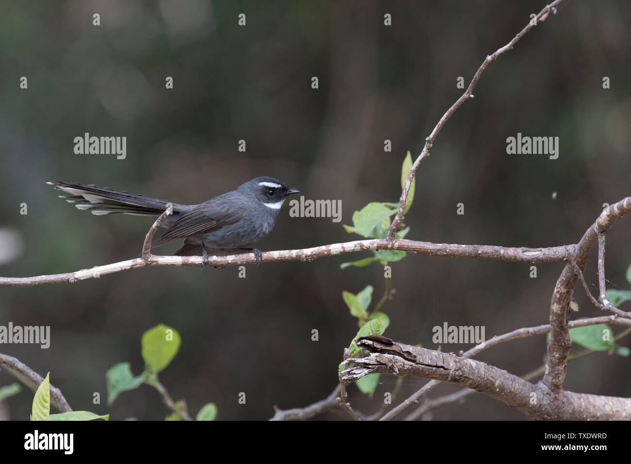Throated bianco fiocco bird seduto su albero, Uttarakhand, India Foto Stock