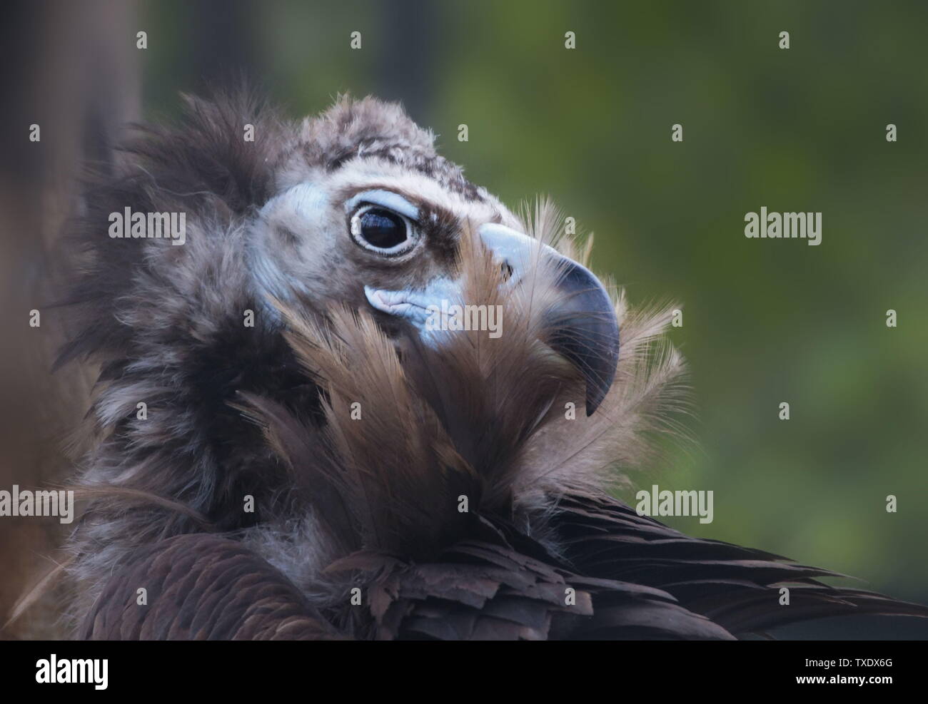 Foto Creative includono paesaggi, architettura, animali ecc. Foto Stock