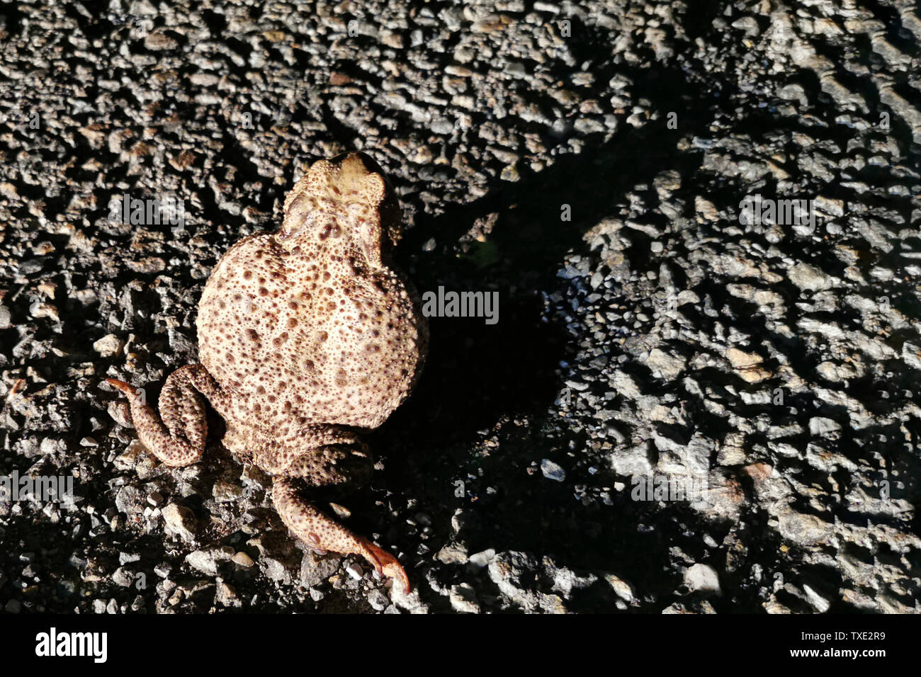 Grande Rospo Rana sulla strada di notte da vicino Foto Stock
