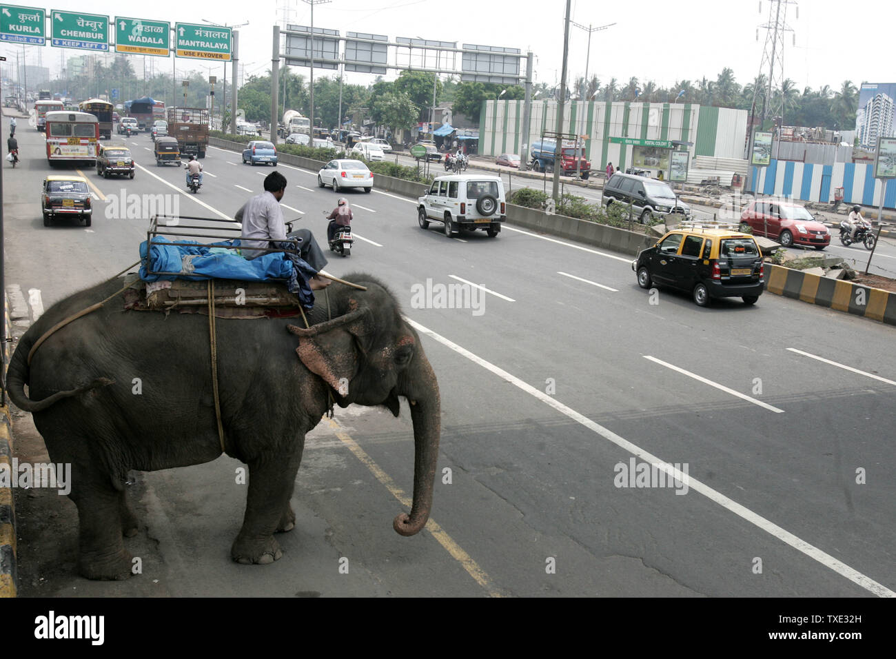 Elefante su Eastern Express road, Chembur, Mumbai, Maharashtra, India, Asia Foto Stock