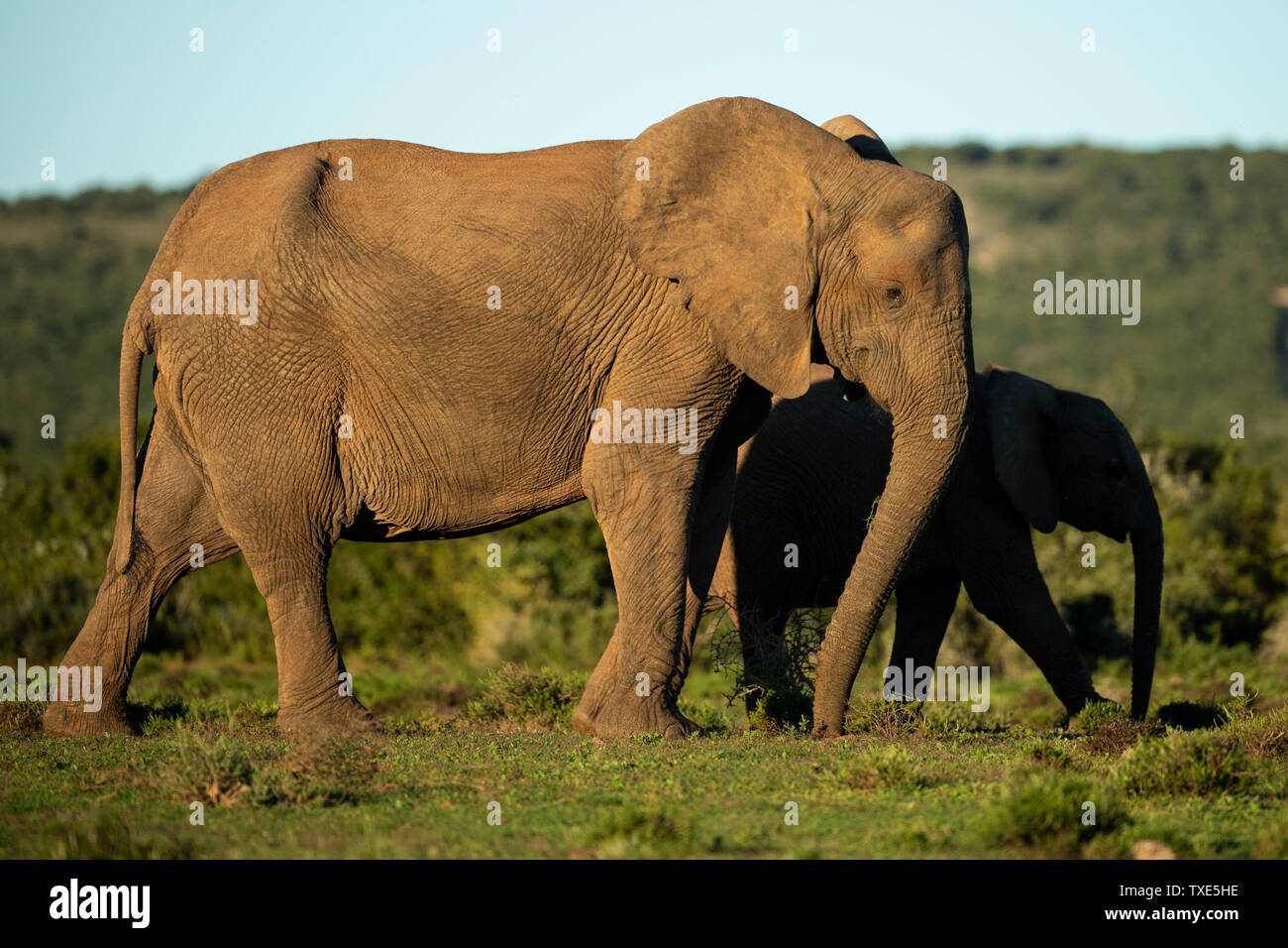 Elefante africano con giovani, Loxodonta africana africana, Addo Elephant National Park, Sud Africa Foto Stock