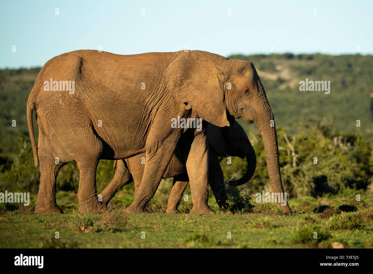 Elefante africano con giovani, Loxodonta africana africana, Addo Elephant National Park, Sud Africa Foto Stock