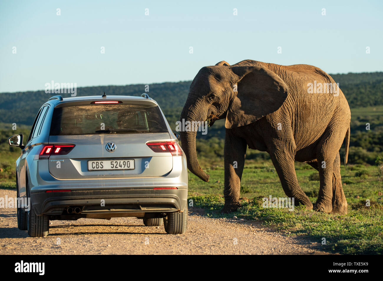 Turisti in un veicolo con elefante africano Loxodonta africana africana, Addo Elephant National Park, Sud Africa Foto Stock