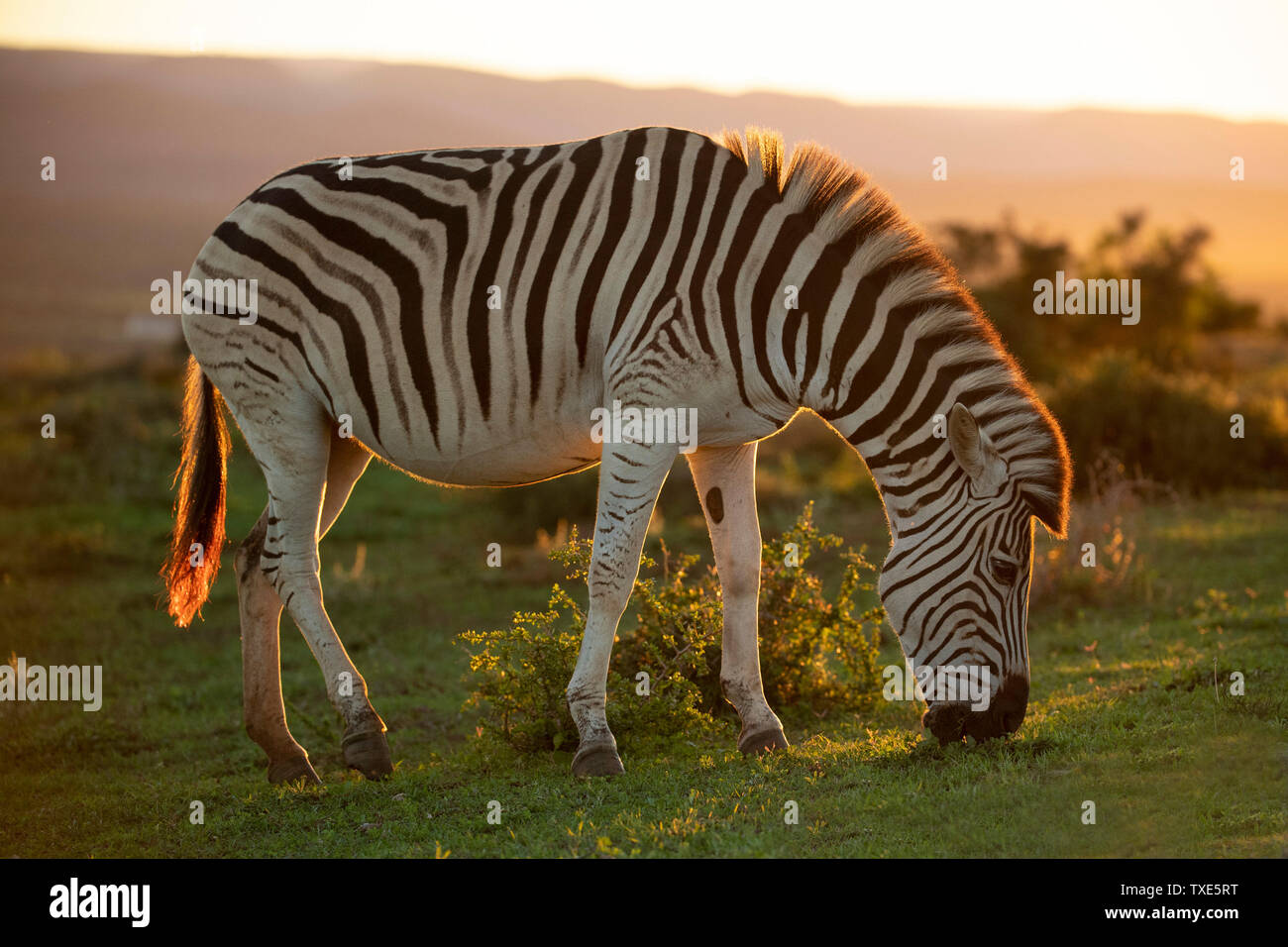 La Burchell zebre, Equus burchellii, Addo Elephant National Park, Sud Africa Foto Stock